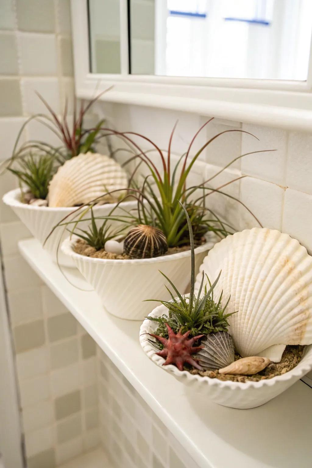 Seashells contribute a coastal vibe to air plant exhibits.