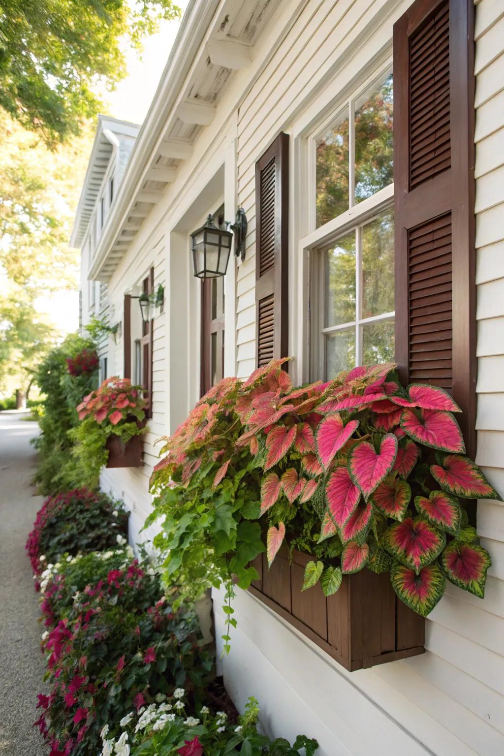 Window boxes displaying caladiums, enriching your home's street presence.