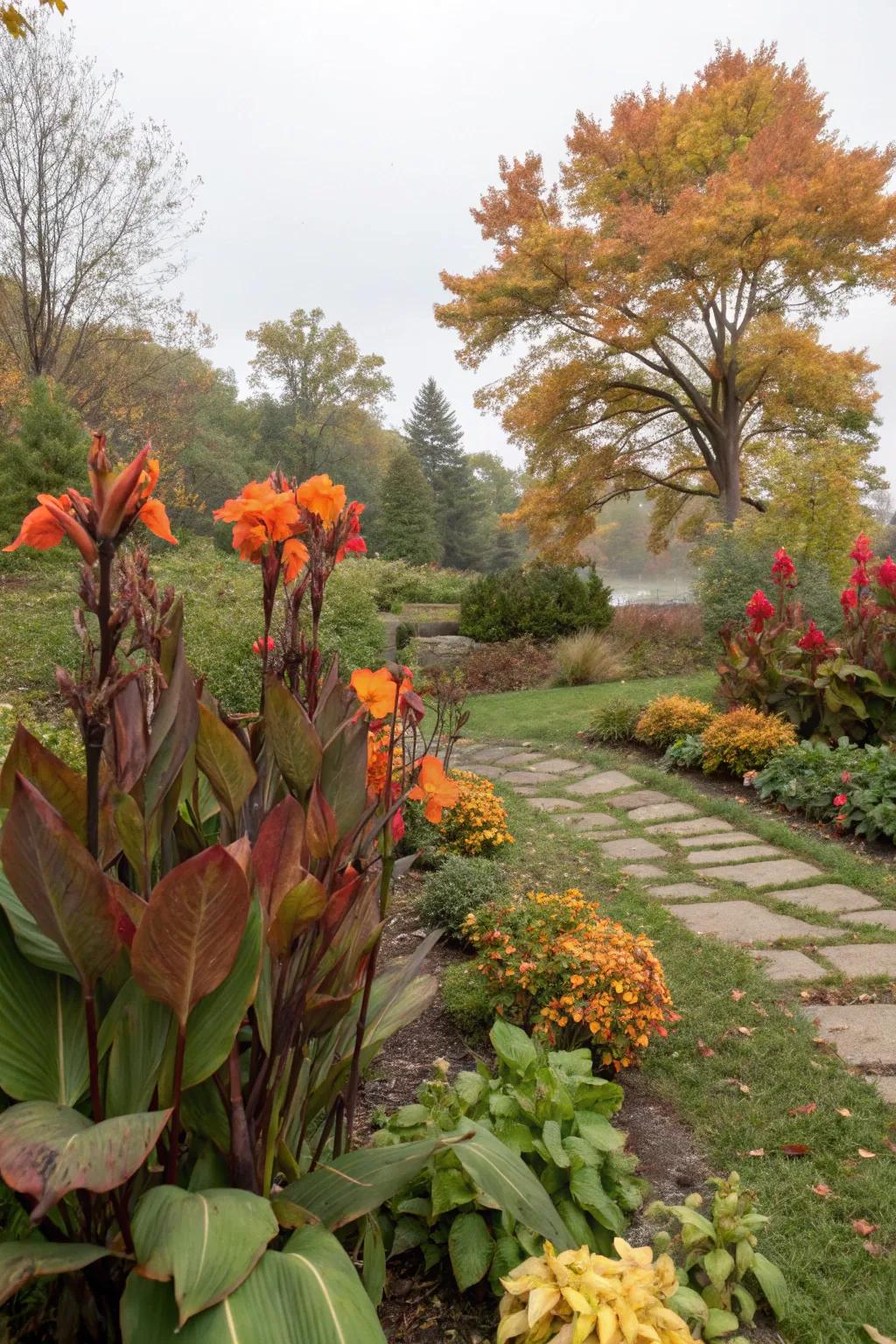 'Flame' lilies sustain color across transitional seasons.