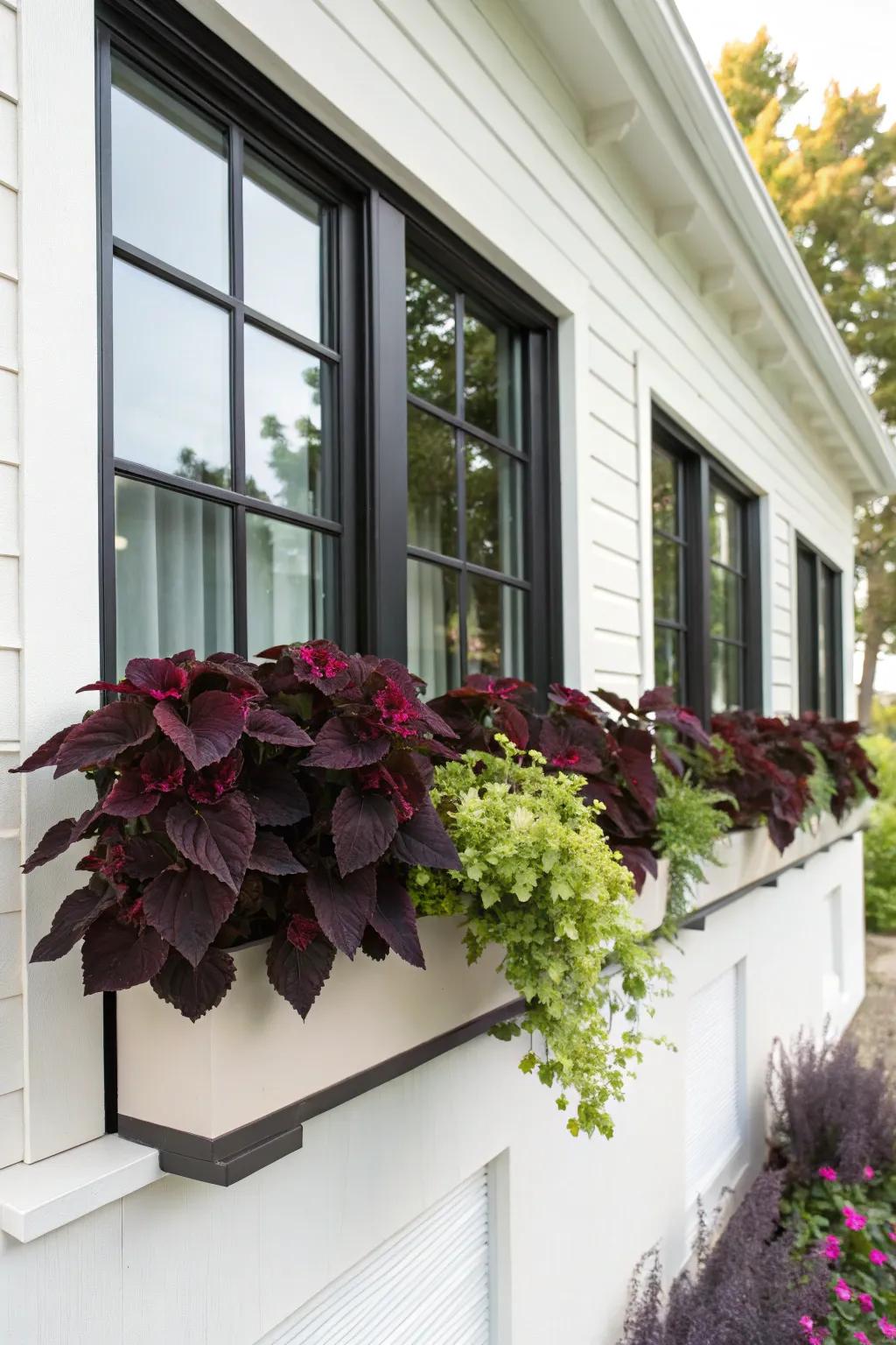 Deep Painted Nettle foliage adds dramatic contrast to window boxes.