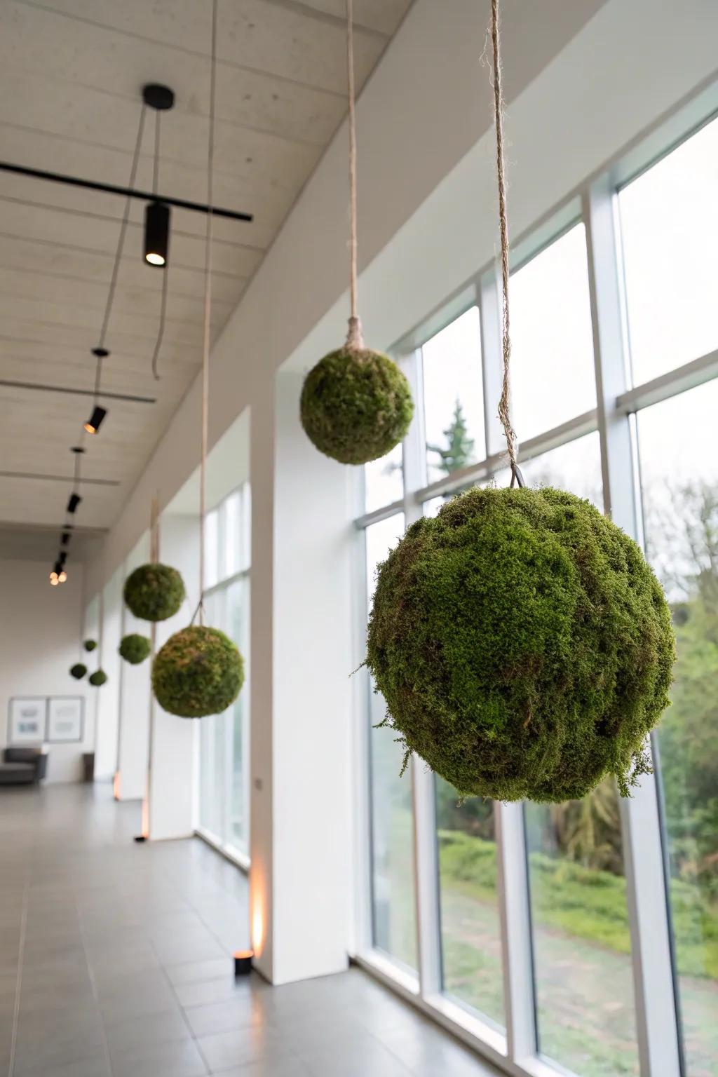 Moss globe balls delivering a unique and artistic element.