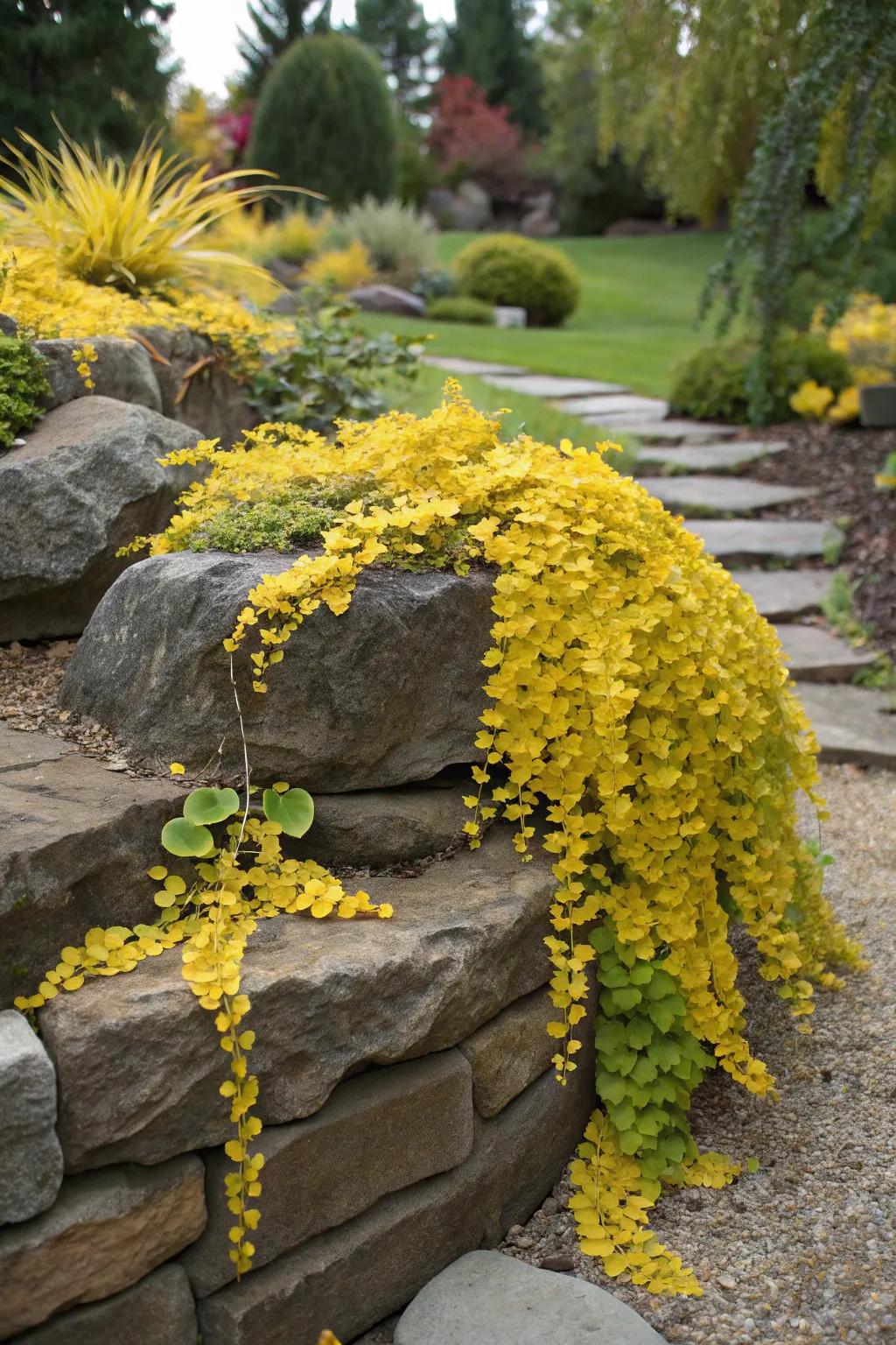 Loping Jean cascading exquisitely over garden boulders.