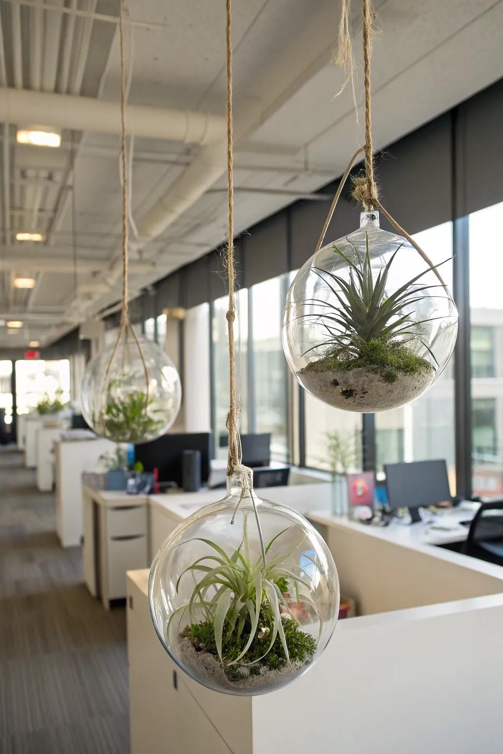 Craft minimalistic displays with versatile air plants.