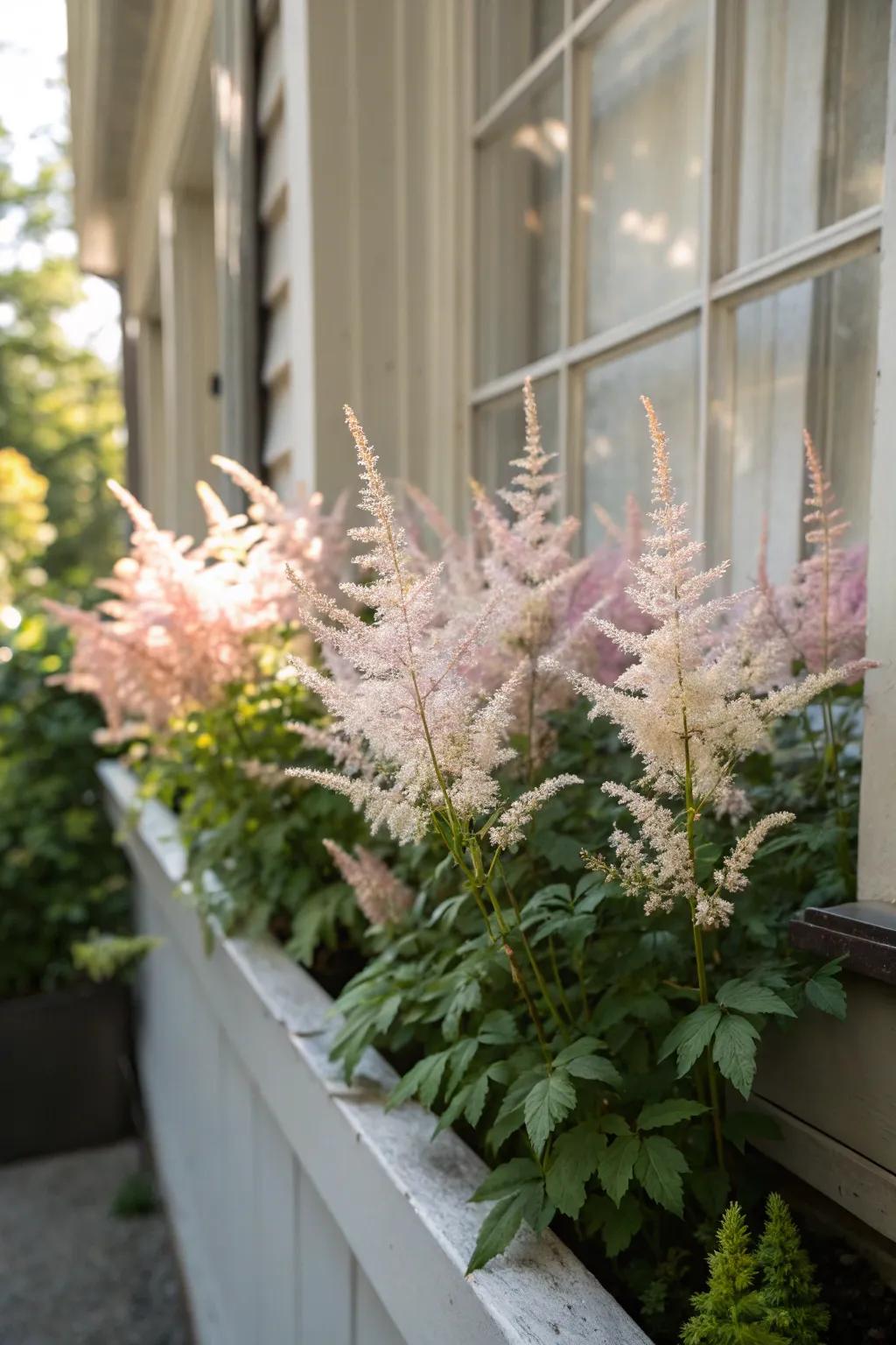 Feather Flowers bring feathery flowers and soft texture to window boxes.