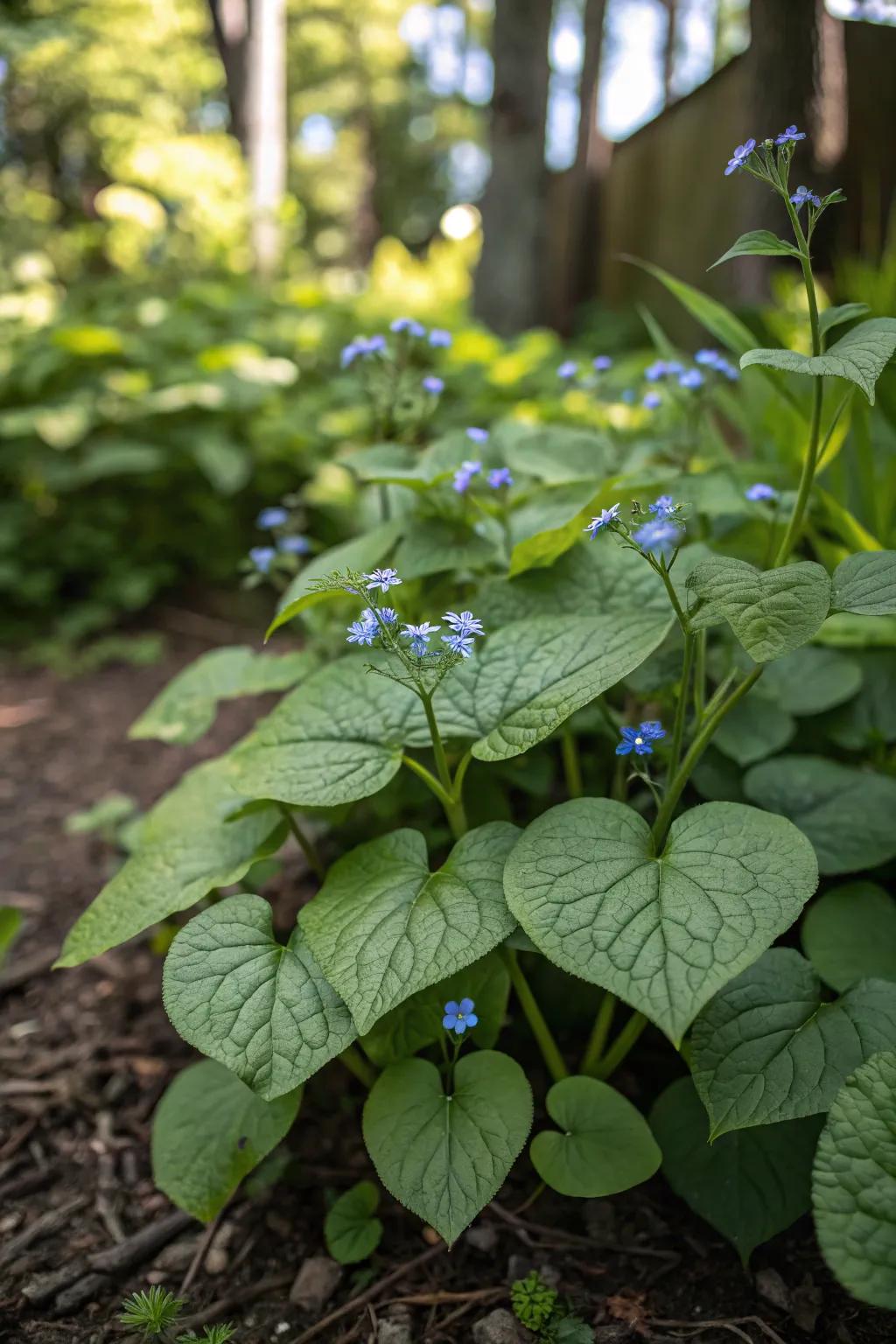 Blue hearts provides lush ground cover in shade.