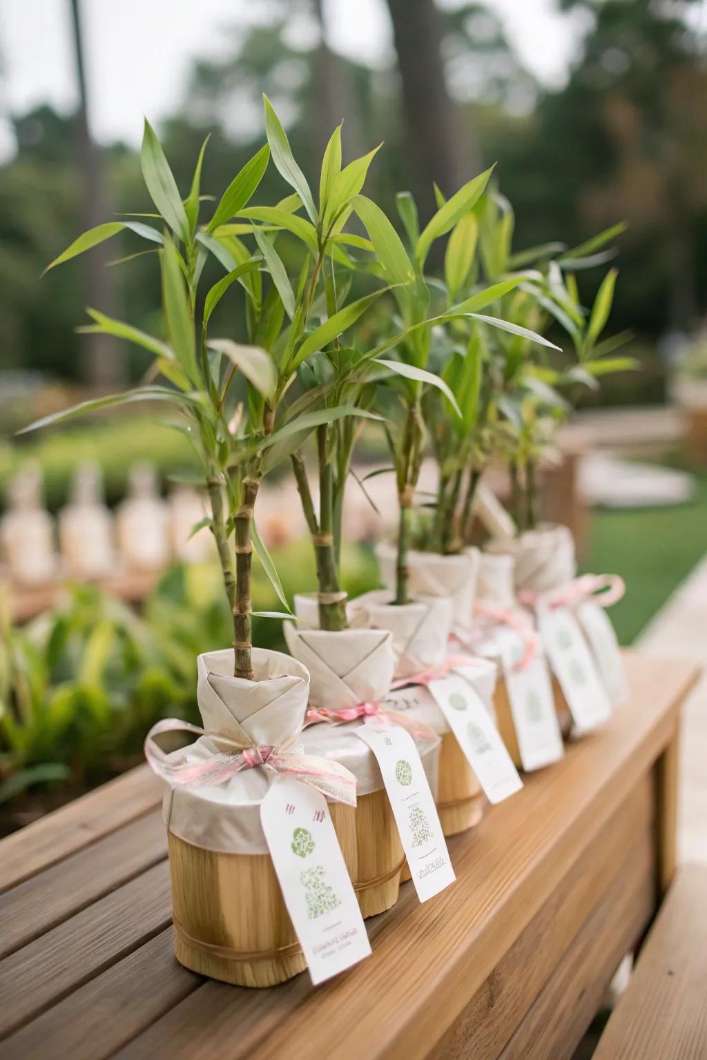 Split-cane shoots make thoughtful and lasting guest gifts.