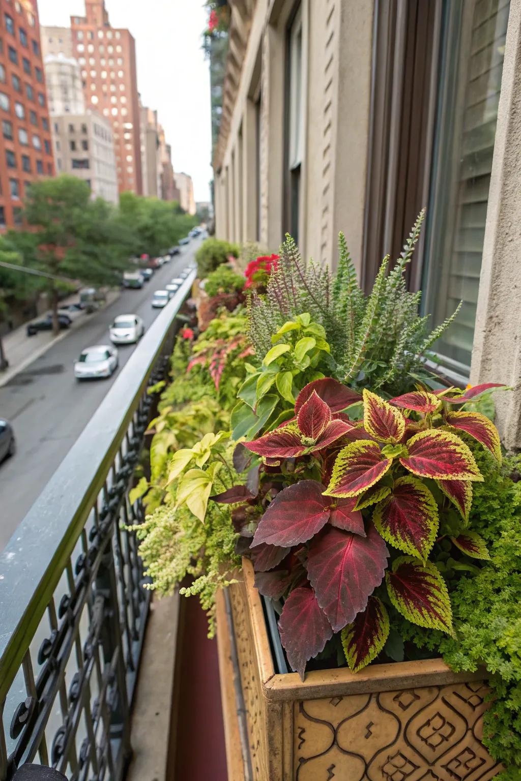An eclectic mix of Painted Nettle adds charm and vibrancy to any home.