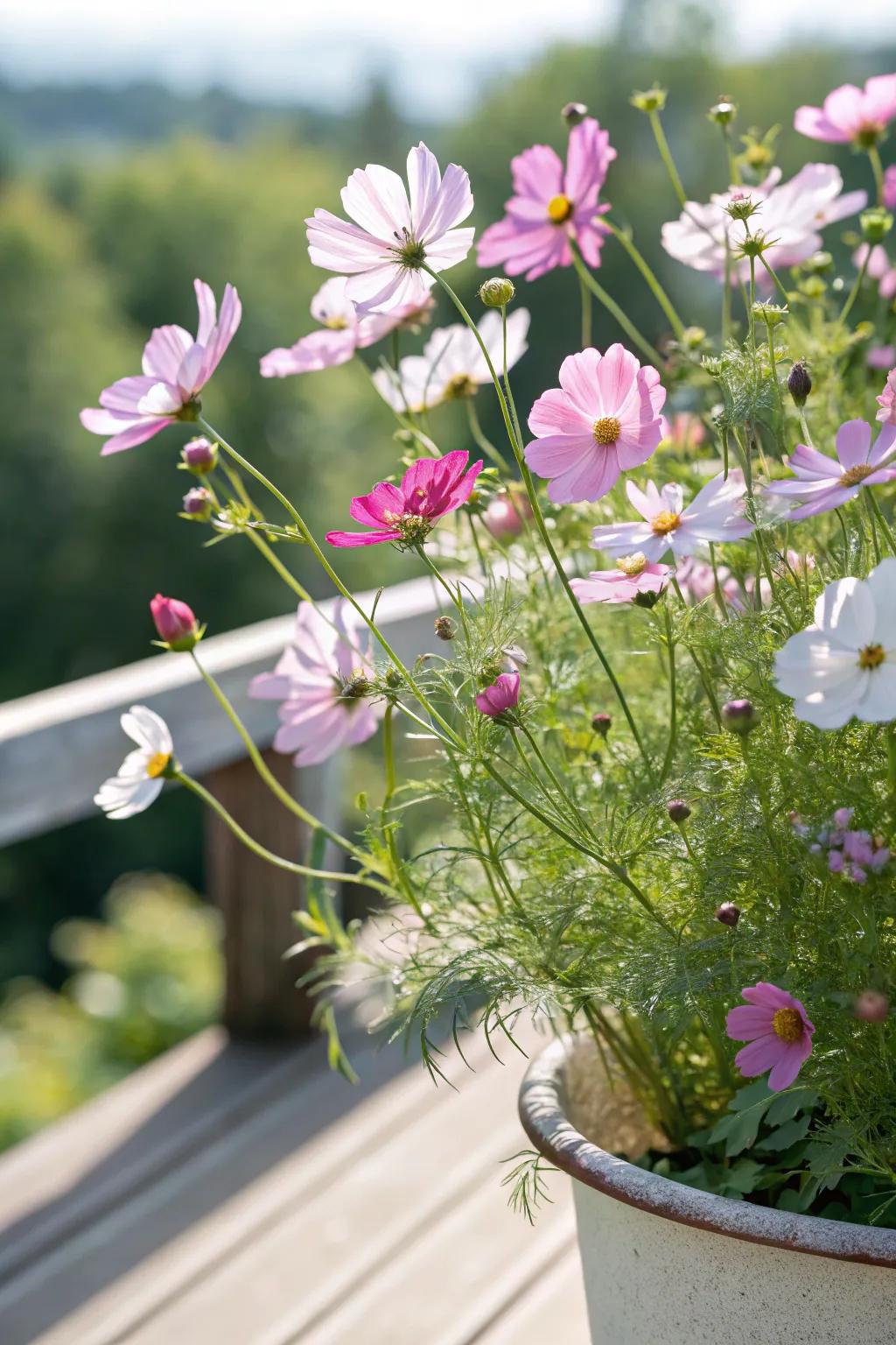 DaisyWish adding charm and simplicity to the garden.