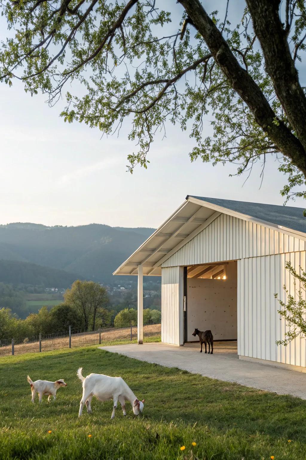 A minimalist goat shelter offers a neat and serene setting.
