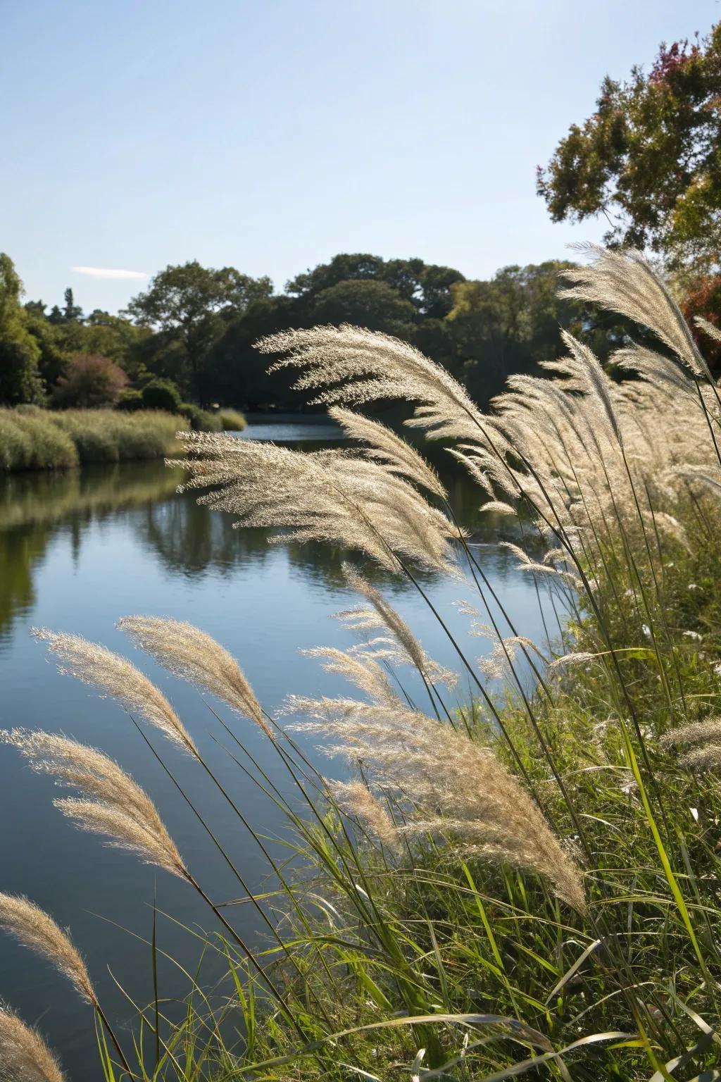 Ornamental graminoids appending texture and perturbation to a pond setting.