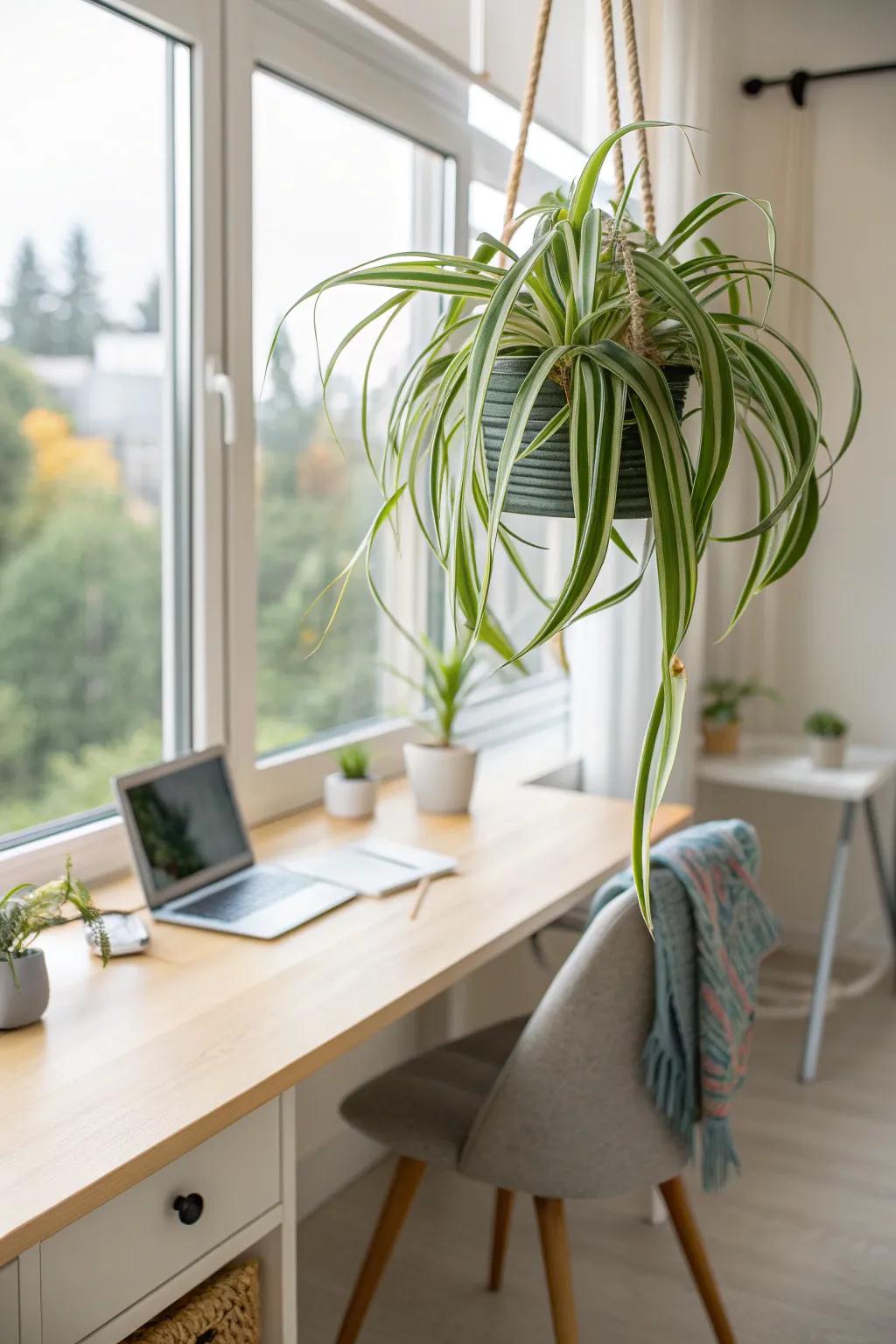 Safe for furry friends, crawler plants add a playful touch to any pet-friendly office.