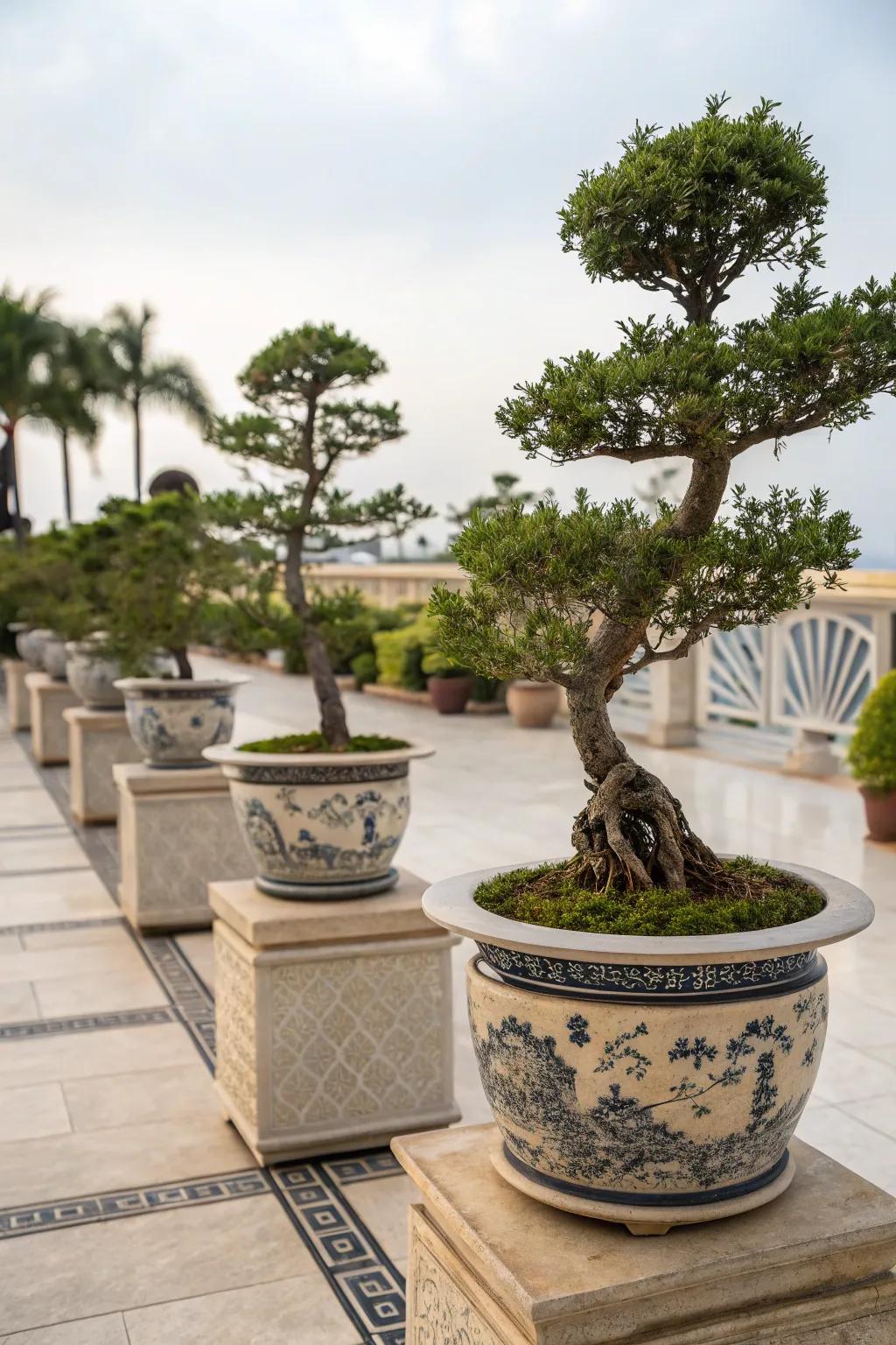 Change your patio into an artistic showcase with bonsai.