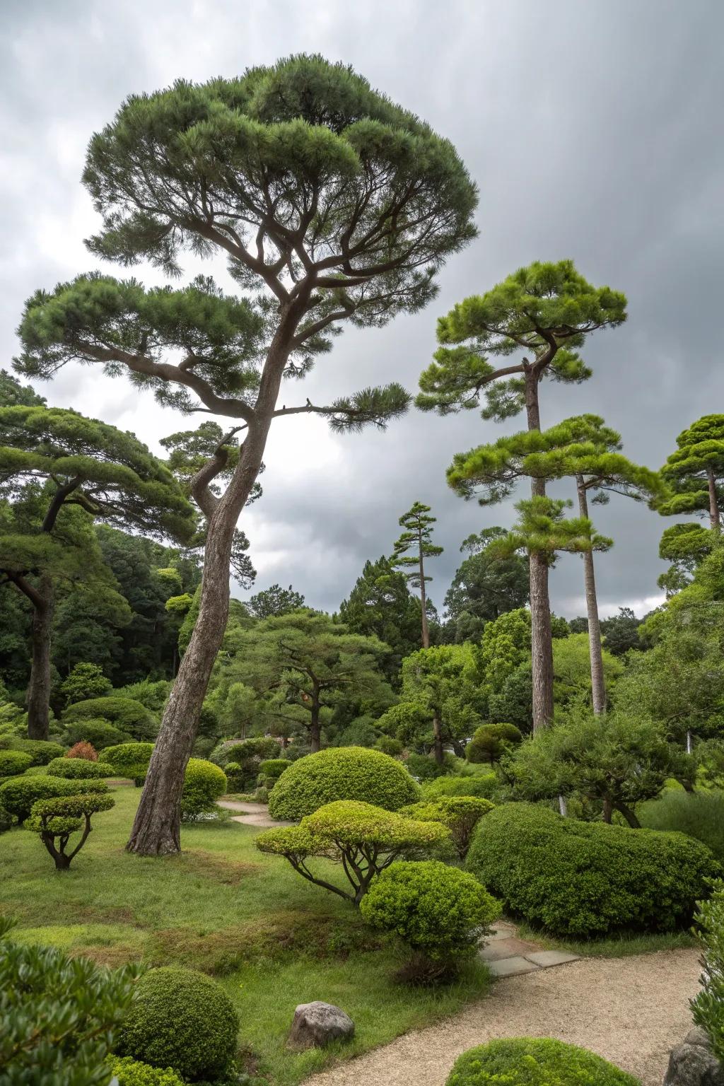 Incorporate depth and intrigue with a multi-tiered tree canopy.