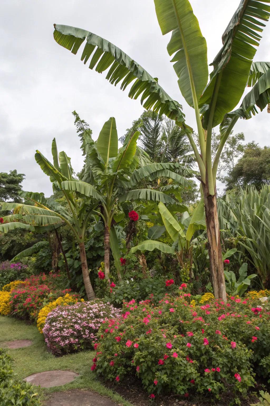 Relish continuous color with seasonal plants around your banana trees.
