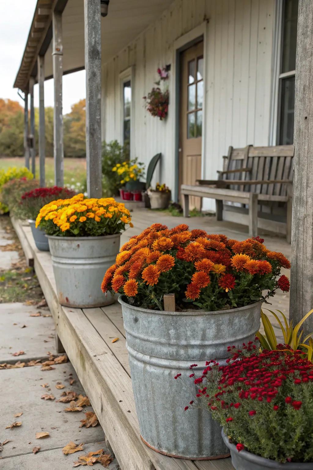 Galvanized planters offer a rustic touch and highlight autumn's vibrant colors.