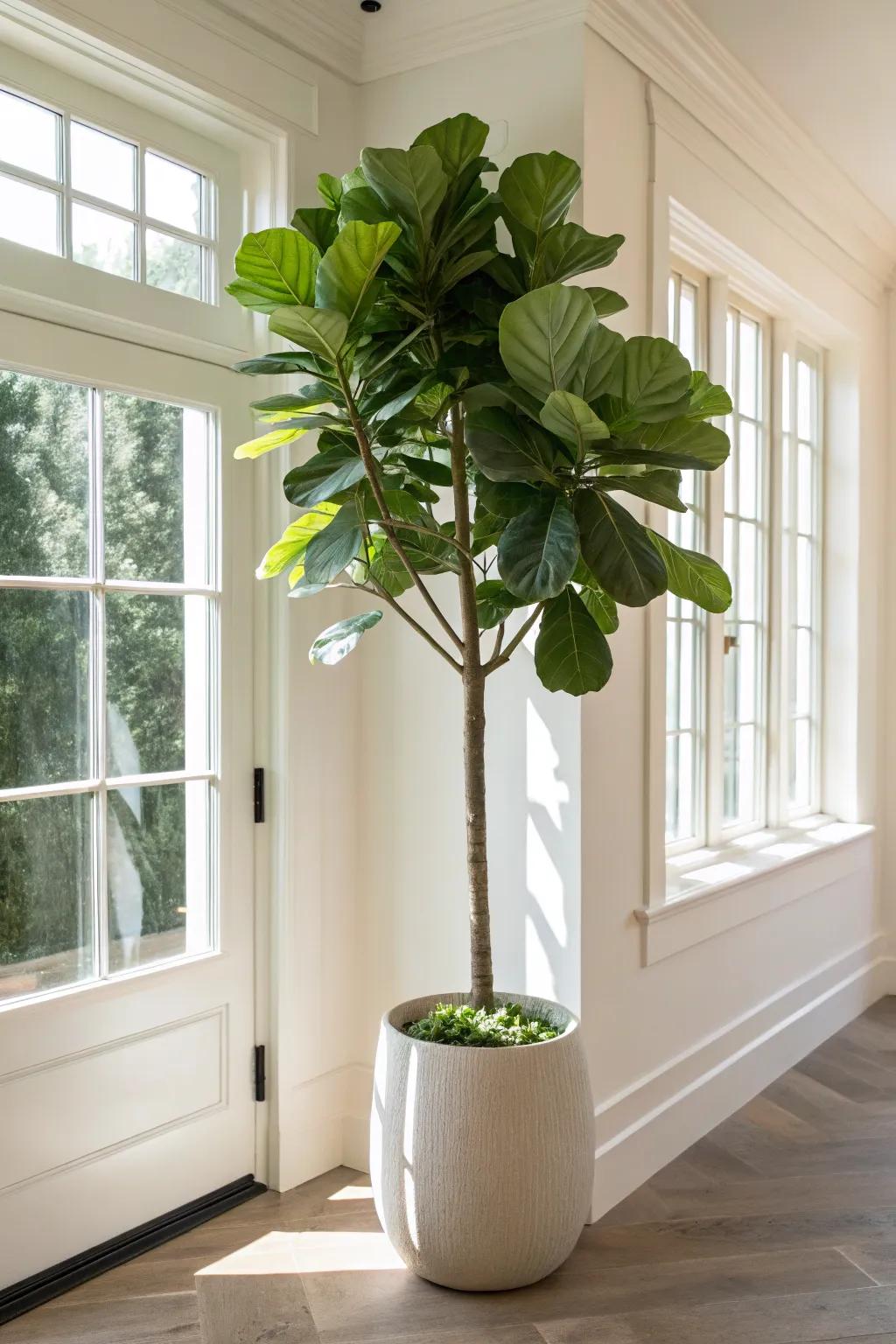 A striking fiddle sheet fig which introduces height and elegance to any space.