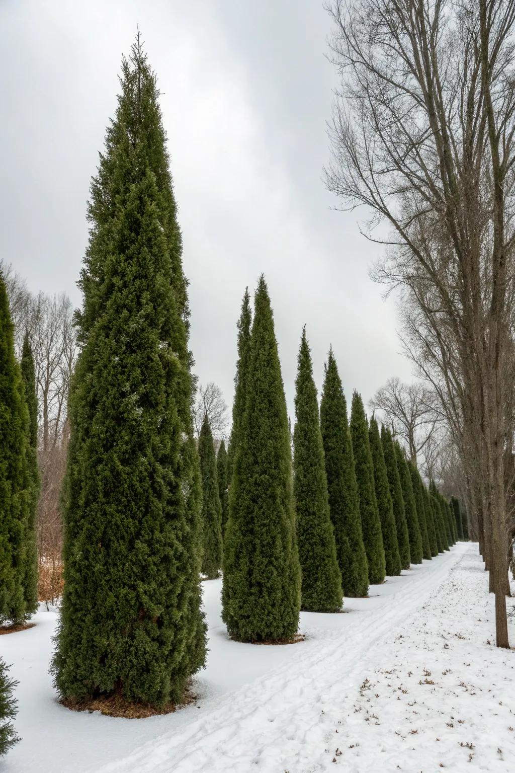 Sustain year round pertinence with evergreen Emerald trees.