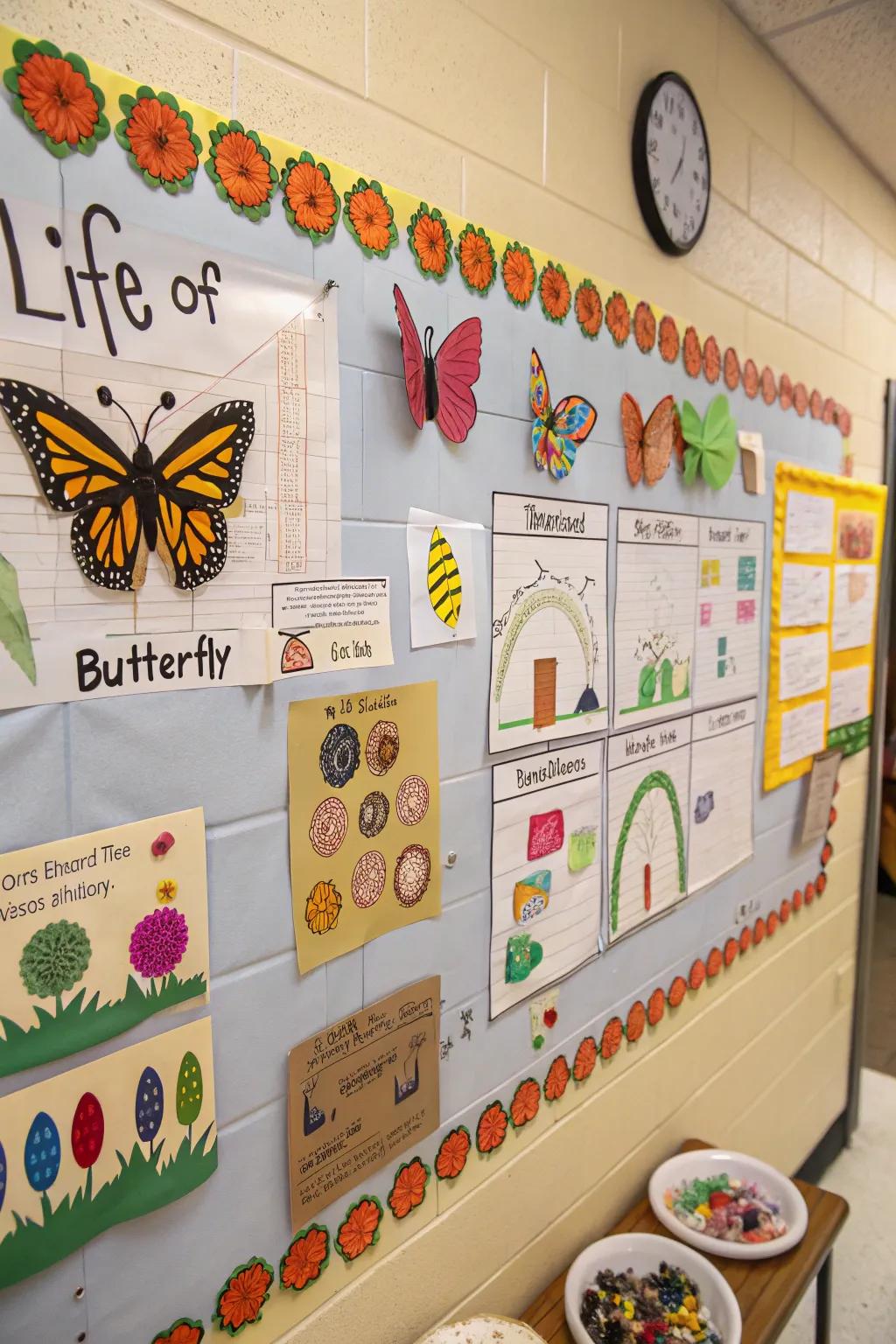 An educational board showing the moth development cycle.