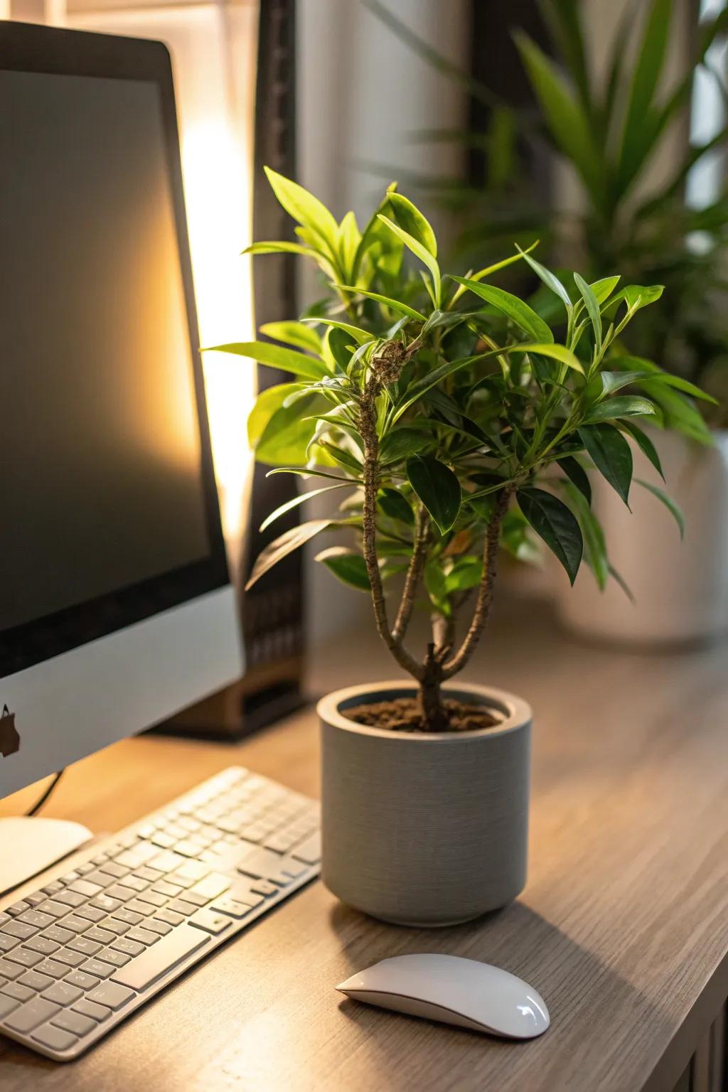 Add vibrancy with a cheer-enhancing plant.