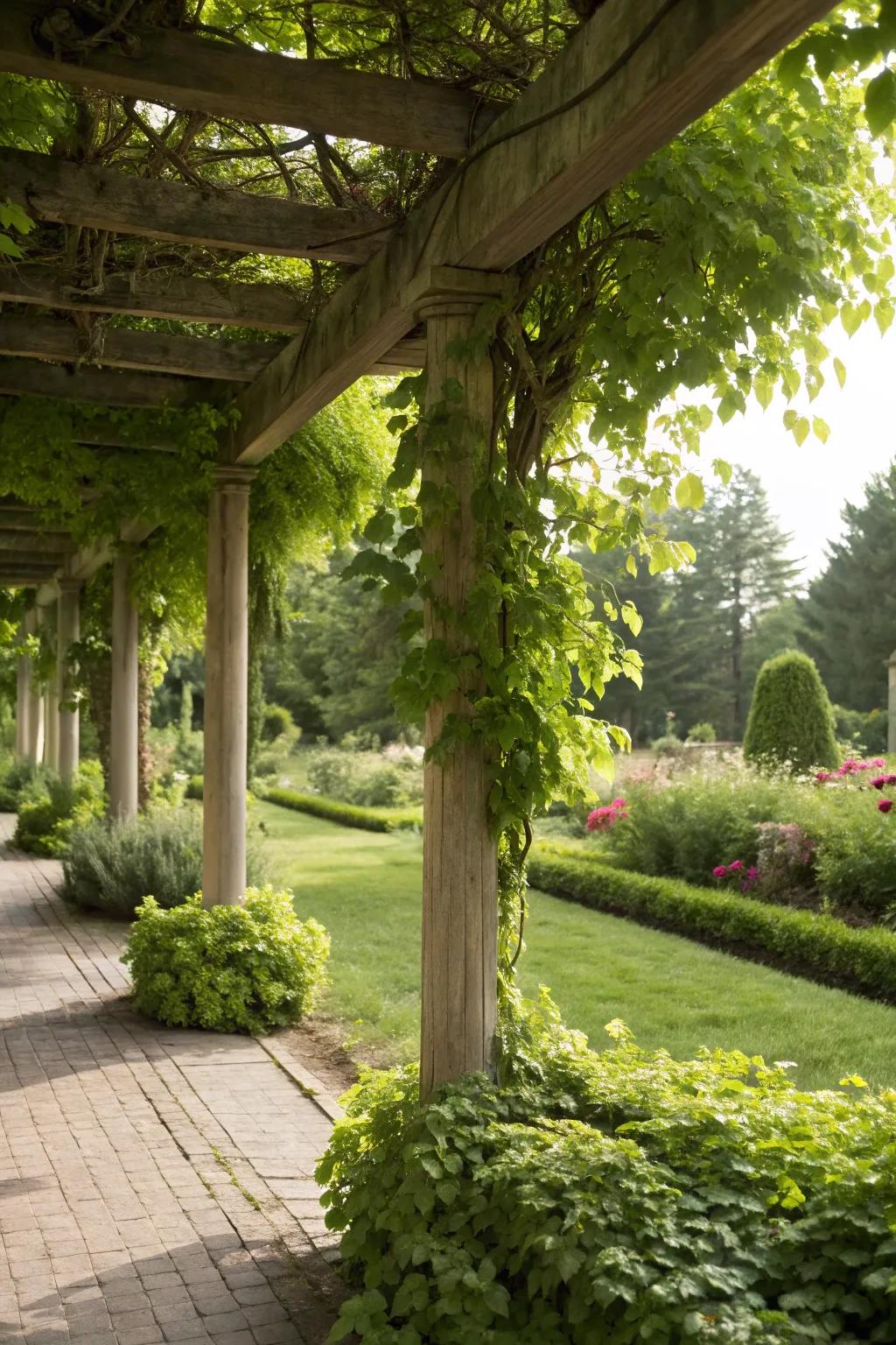 Living herb pergola creating a green canopy.