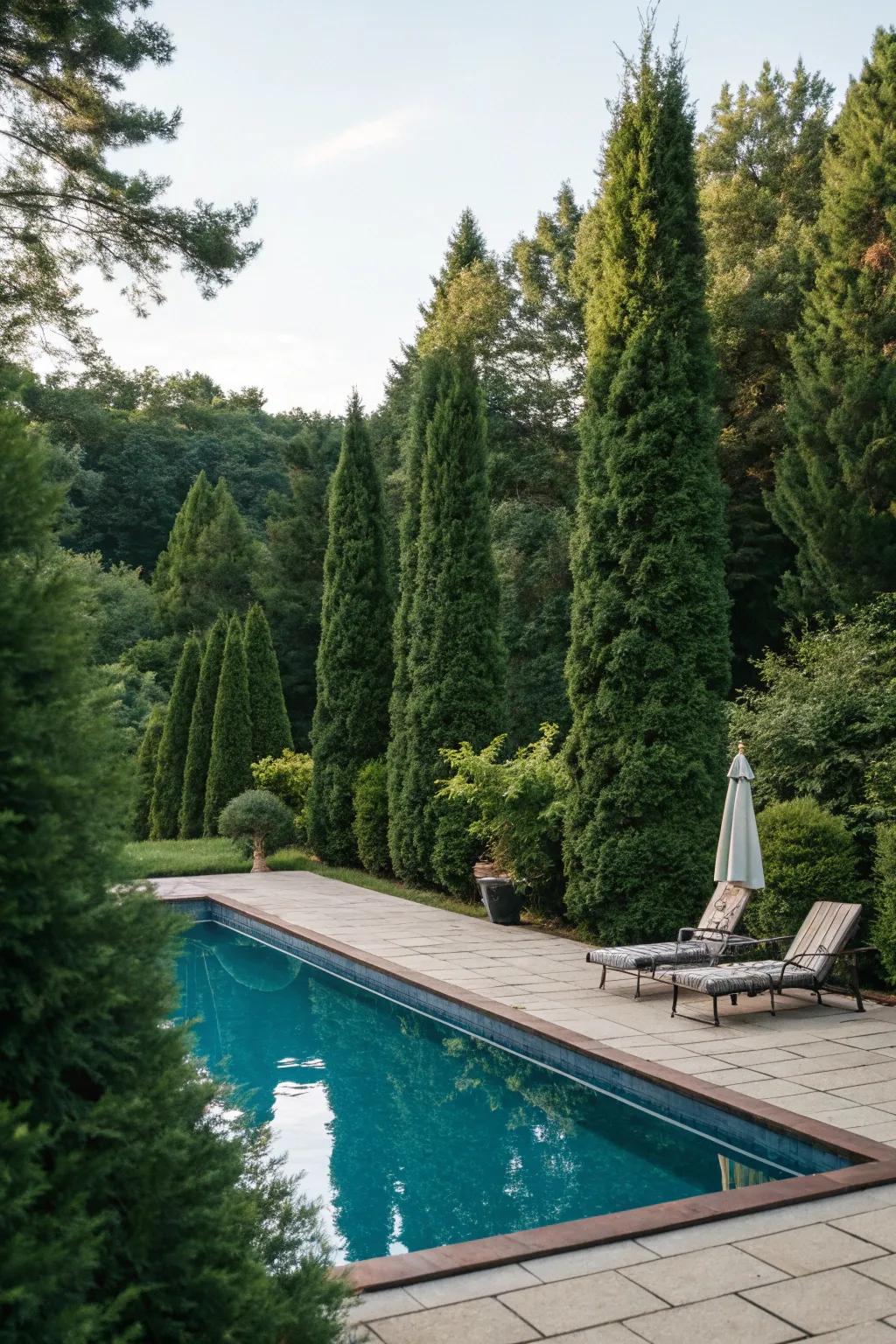 Append seclusion and elegance to your poolside with Emerald trees.