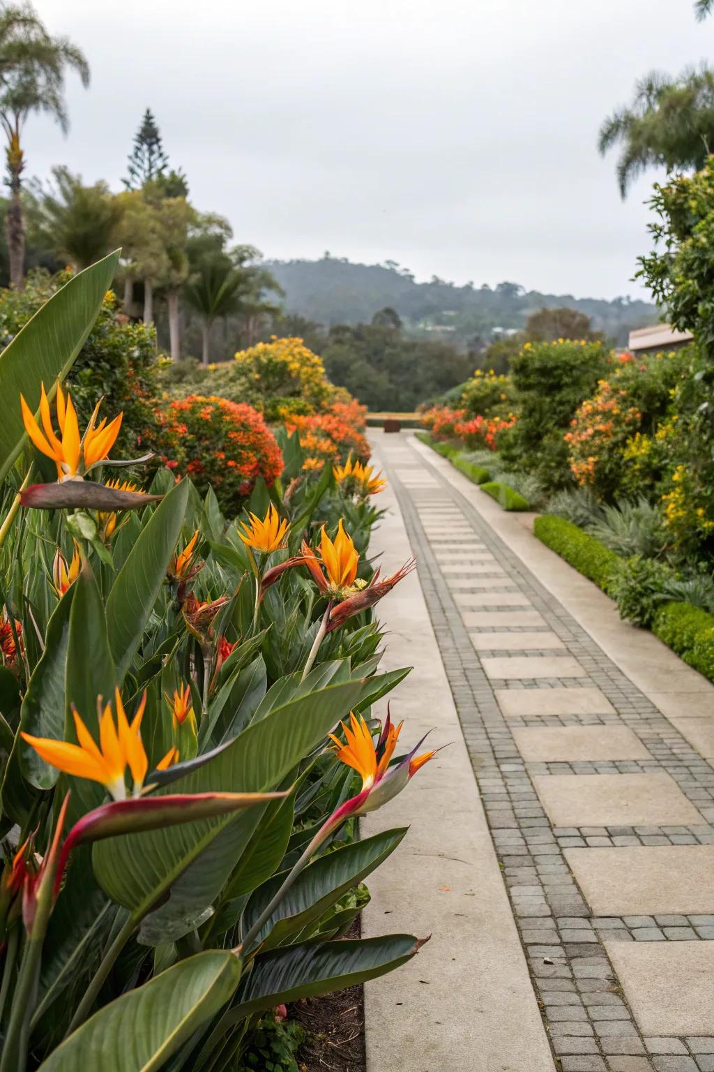 Design a striking entrance by showcasing Bird of Paradise as a central feature.