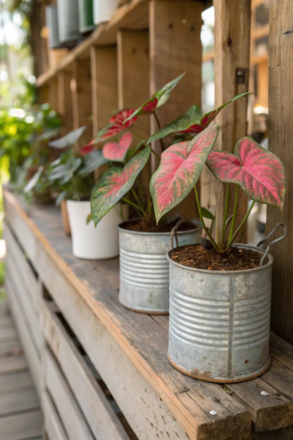 Vintage-inspired containers introducing a touch of nostalgia to your floral compositions.