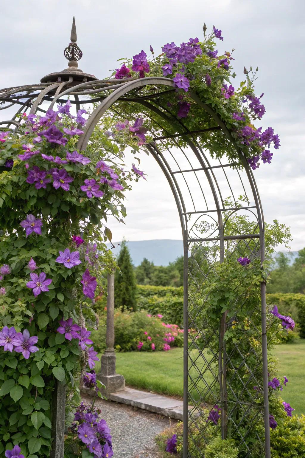 A metallic garden gateway with climbing clematis makes a stunning entry to a garden.