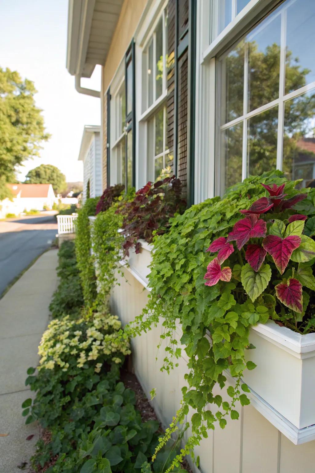 Painted Nettle complemented by cascading arbutus adds both depth and an element of lavishness.