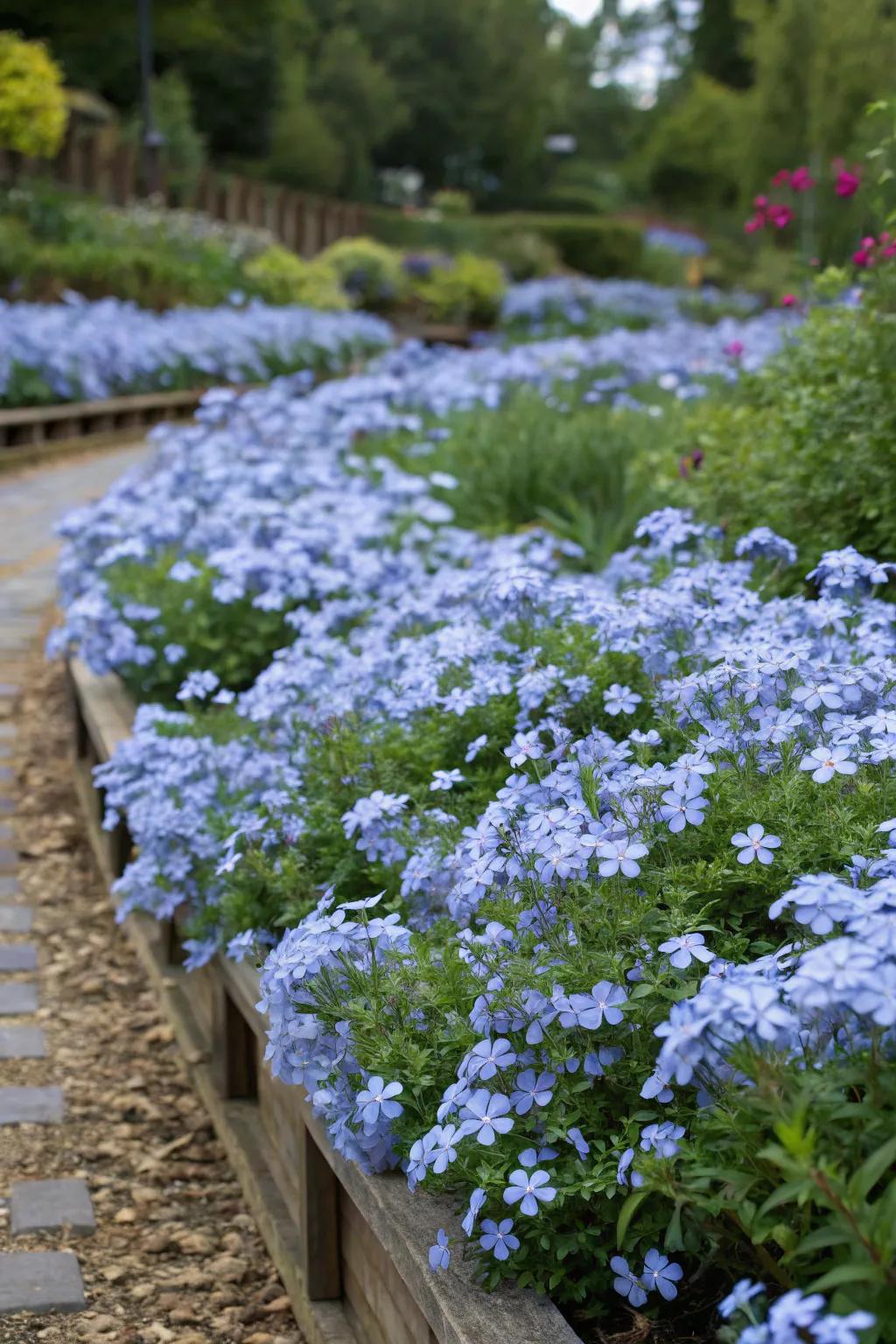 A garden patch overflowing with thick clusters of azure Skyflower blossoms.