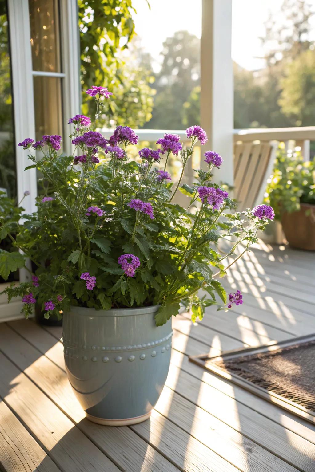 Blossomtime flourishing on a sun-soaked porch. <strong><em>The plant’s vibrancy is simply stunning.</em></strong>” loading=”lazy” class=”pimg”>
	</picture><figcaption>Blossomtime flourishing on a sun-soaked porch. <strong><em>The plant’s vibrancy is simply stunning.</em></strong></figcaption></figure>
<p>Blossomtime spreads gracefully and blooms throughout the entire season, securing its position as a garden favorite. Its capacity to prosper in the sun with little upkeep is truly remarkable, bringing enduring beauty to my garden. <strong><em>It’s a gardener’s dream come true.</em></strong></p>
<h3>These products might be useful:</h3>
<ul class=