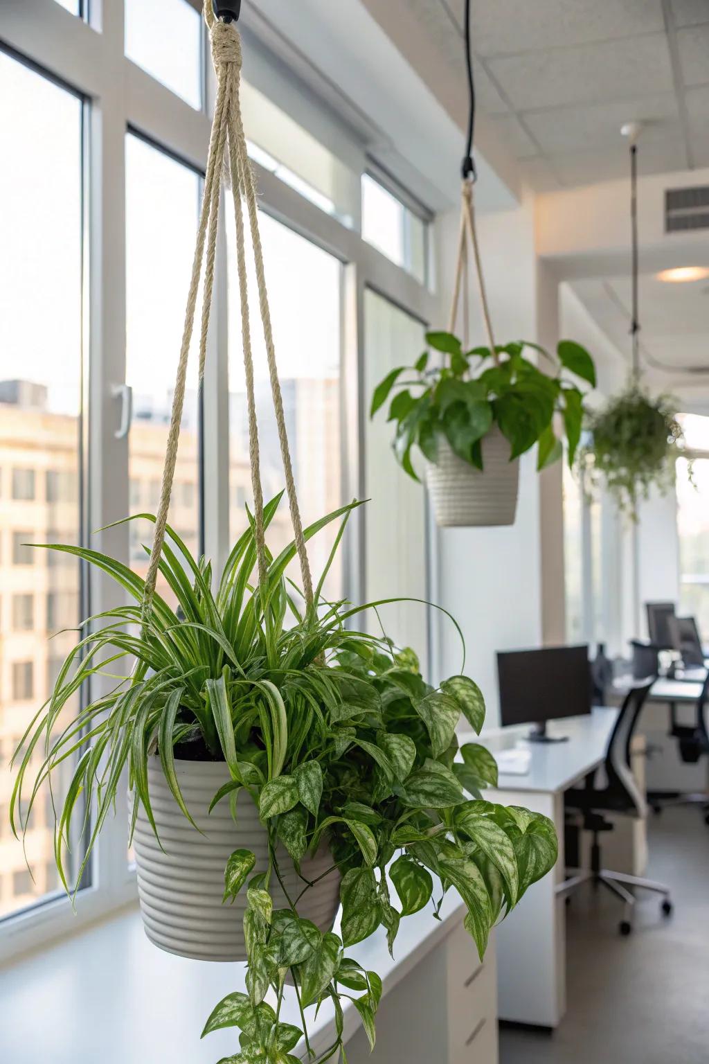 Optimize vertical space through elegant hanging planters.