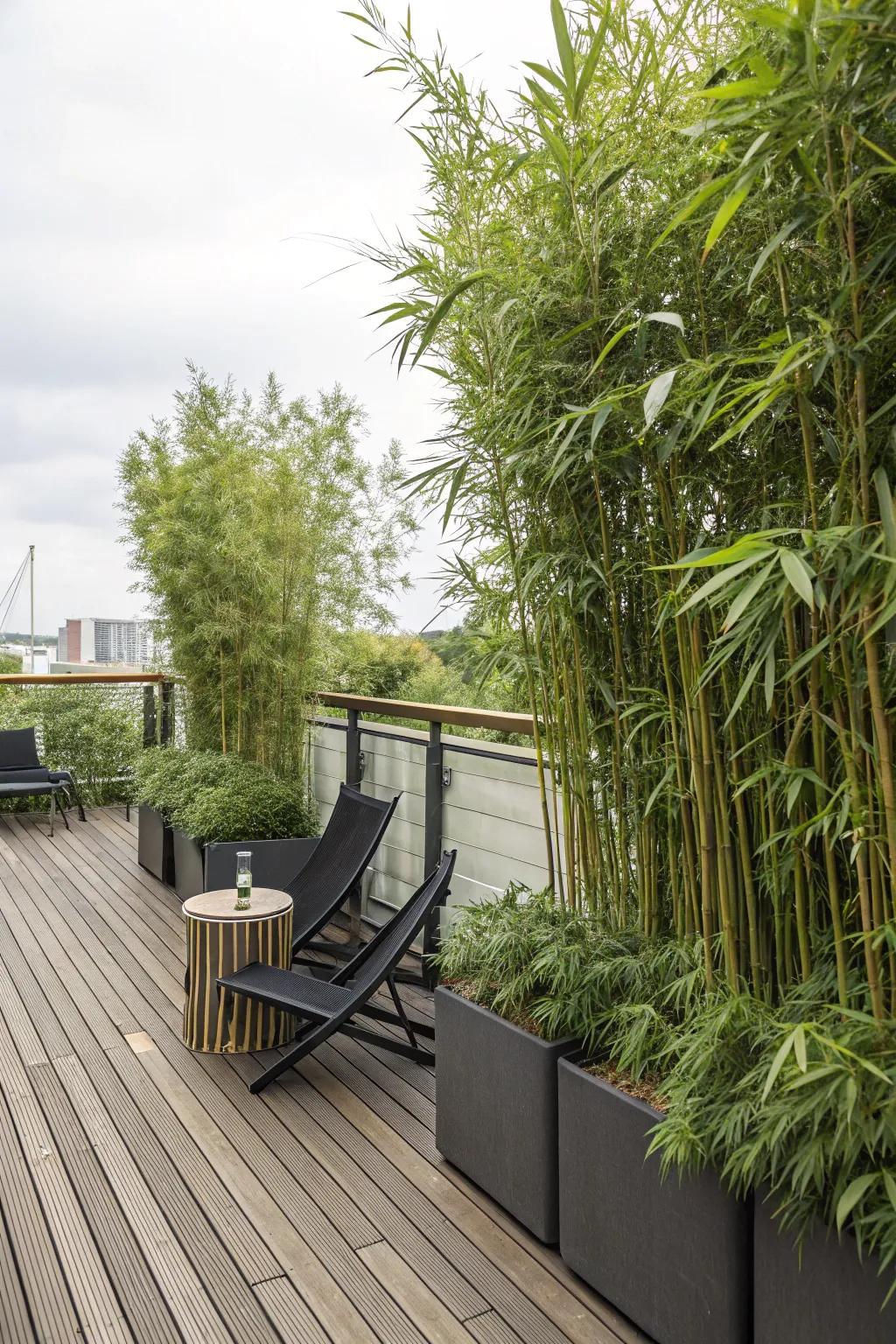 Towering bamboo greenery in containers provides innate seclusion on a deck.