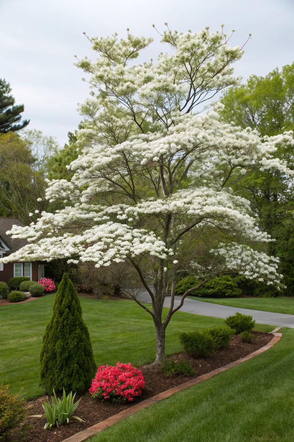 Eastern flowering tree embellishing a front yard with its gorgeous blossoms and berries.