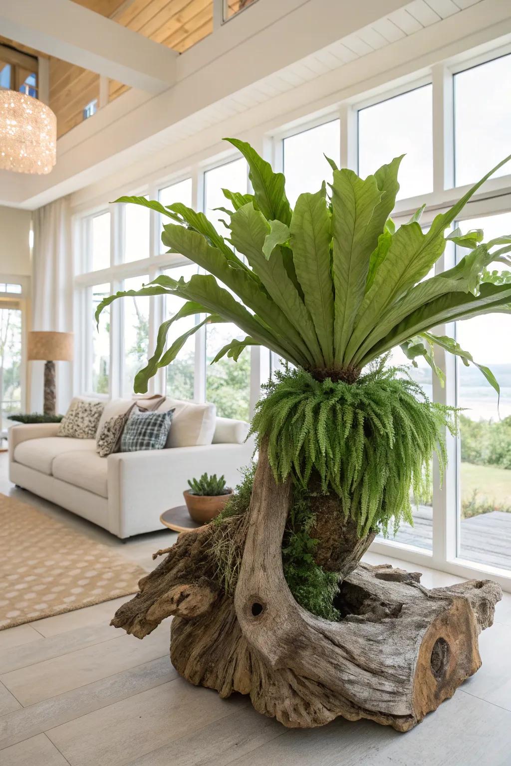 Driftwood contributes an artistic nuance to a mounted staghorn fern.