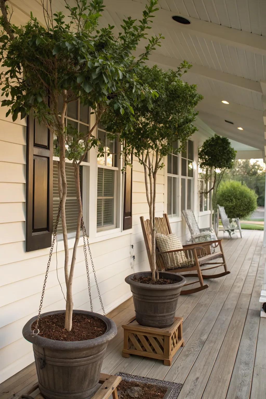 Potted shade trees offering flexible organic shade.