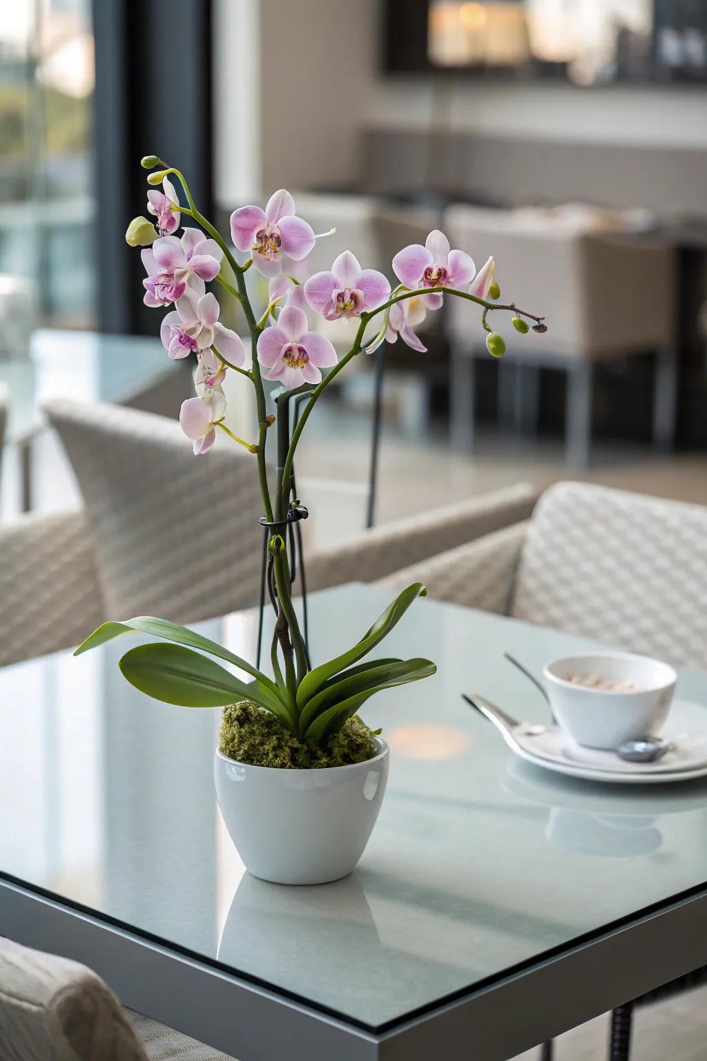 A potted orchid centerpiece elevates the sophistication and elegance of your table.