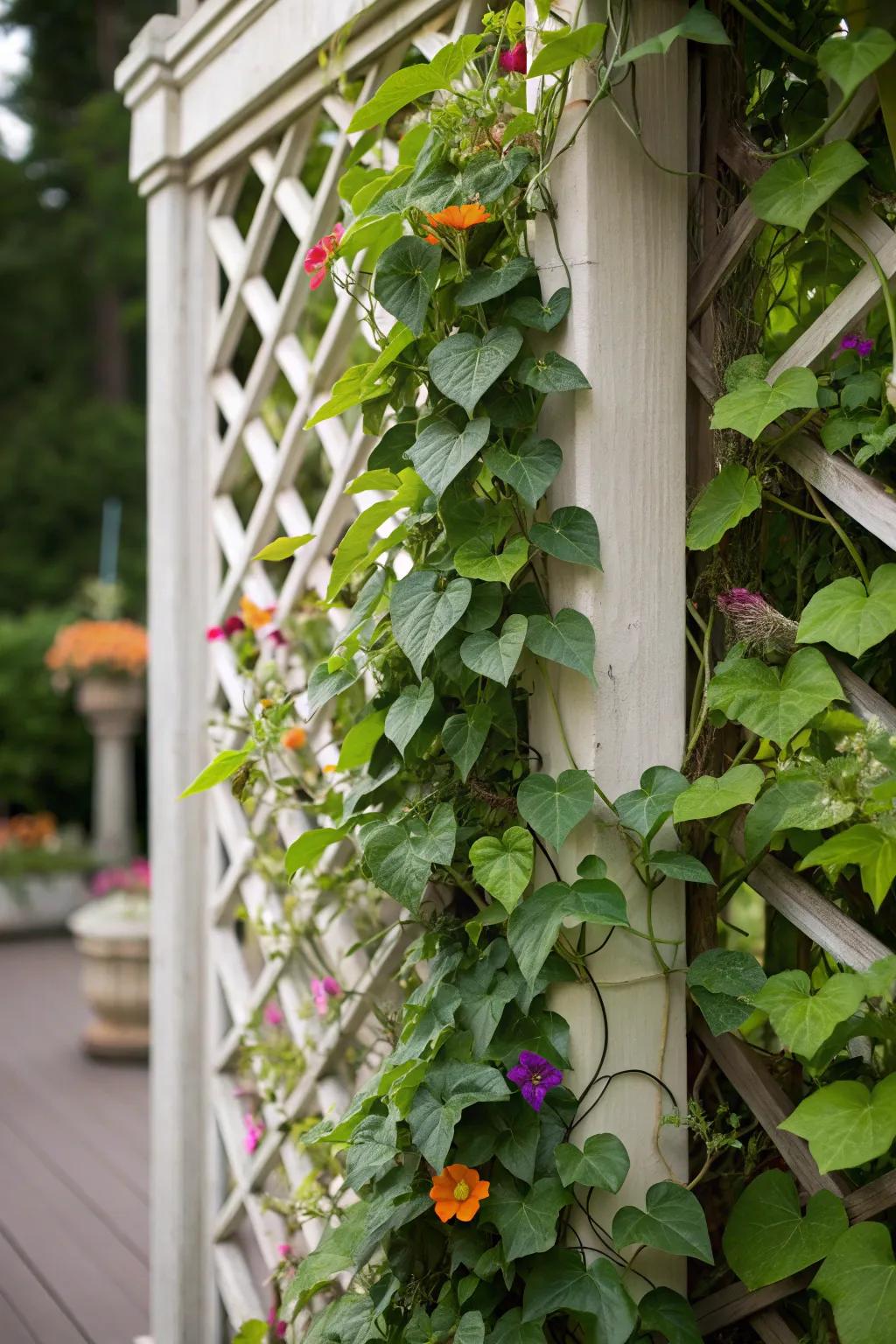 Climbing plants beautifully adorn a garden trellis, showcasing the elegance of vertical gardening.