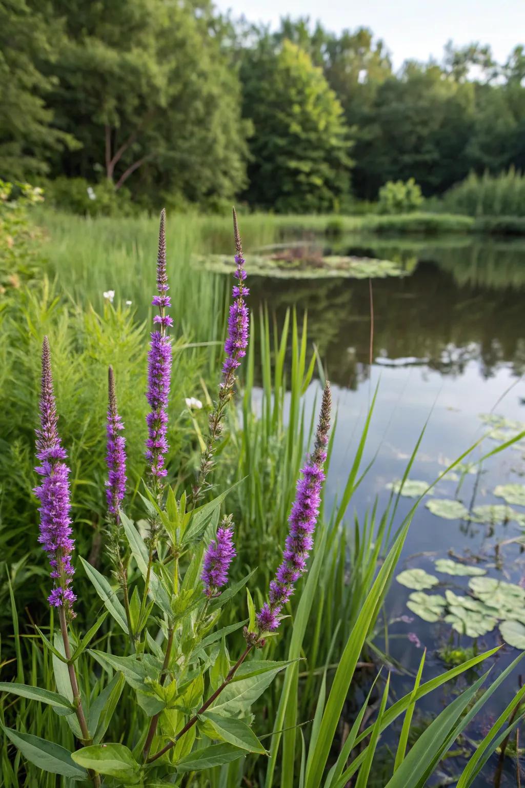 Spiked Bloom brings elevation and dynamic color to your pond.