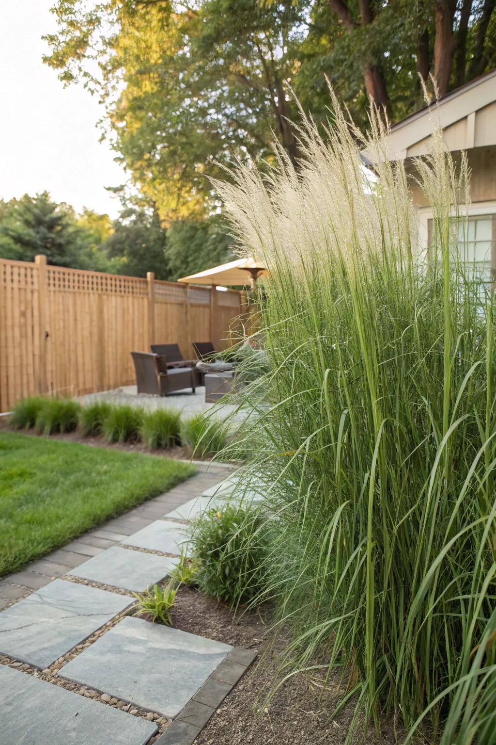 Lanky Reed Grass creates a tall, elegant privacy screen.