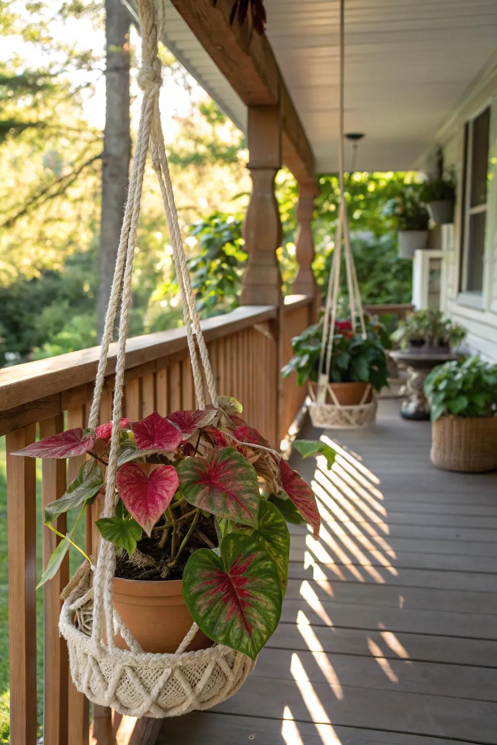 Suspended caladiums fostering a vibrant, welcoming outdoor environment.