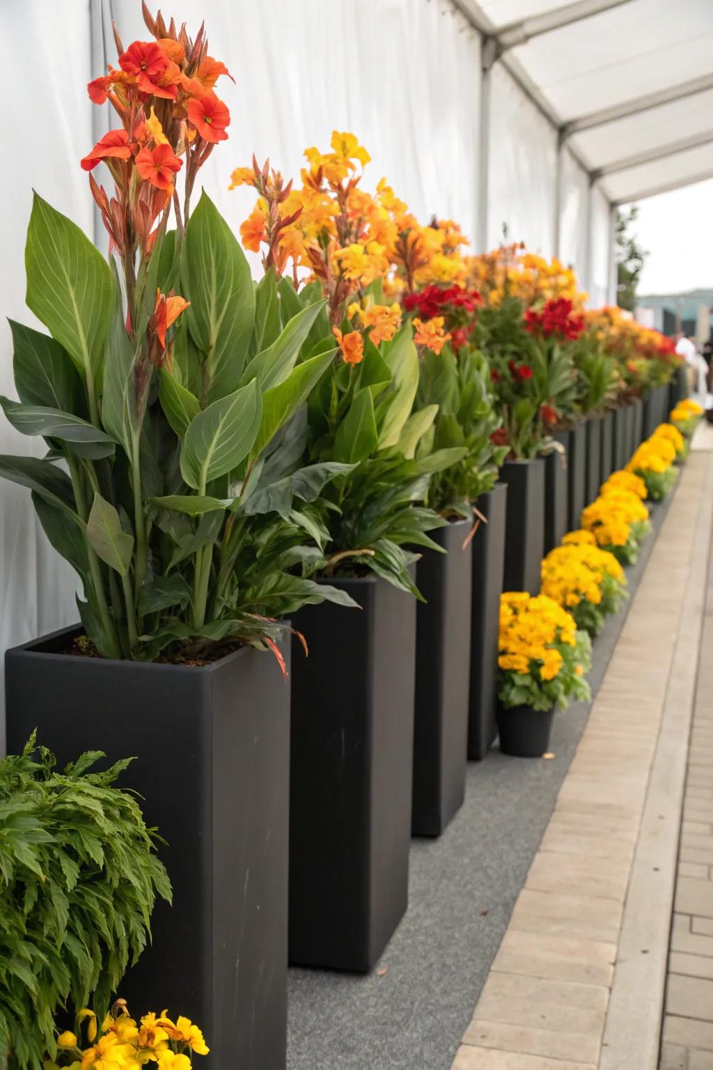 Majestic blooms in tall planters add height and drama to any area.