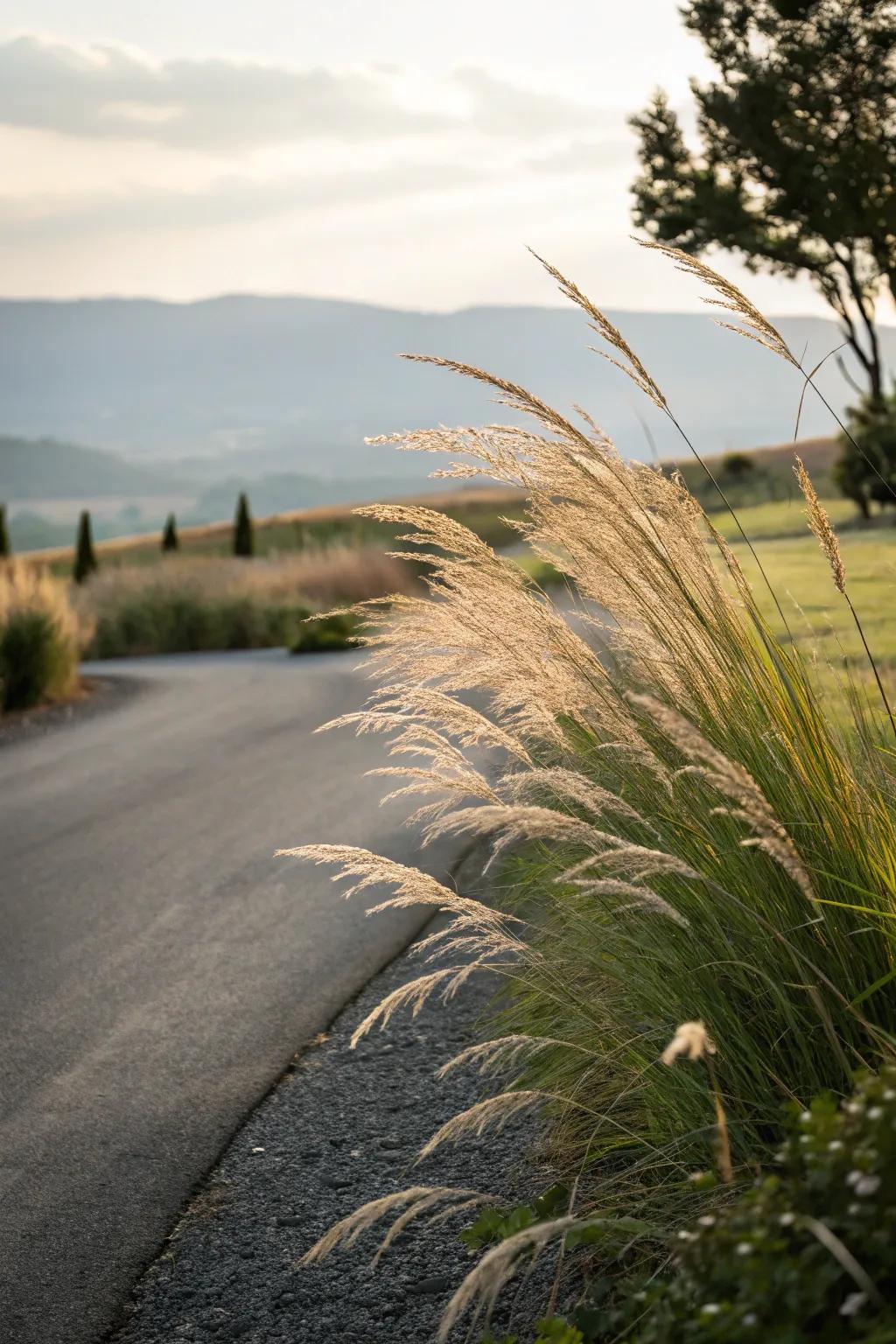 Decorative grasses introduce touch and movement to your landscape.