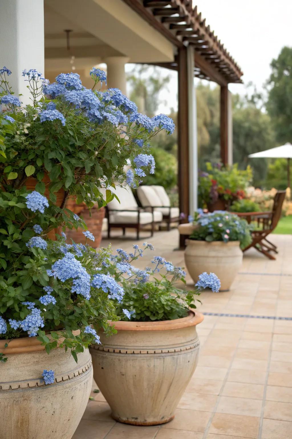 Patio pots showcasing azure Skyflower blooms, introducing an element of grace.