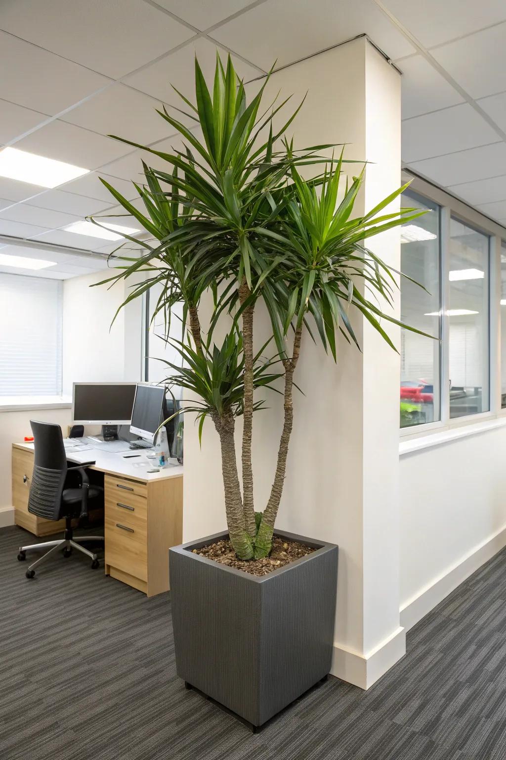 Create a bold statement using tall plants such as the Madagascar Dragon Tree.