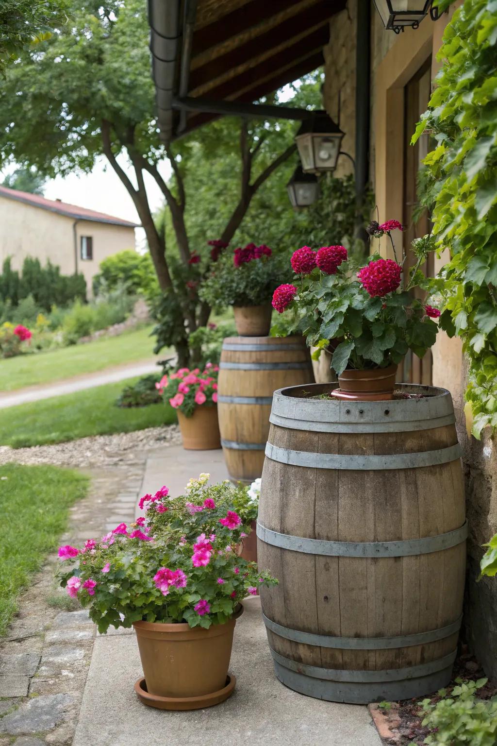 Weathered barrels and modern pots creating a captivating garden display.