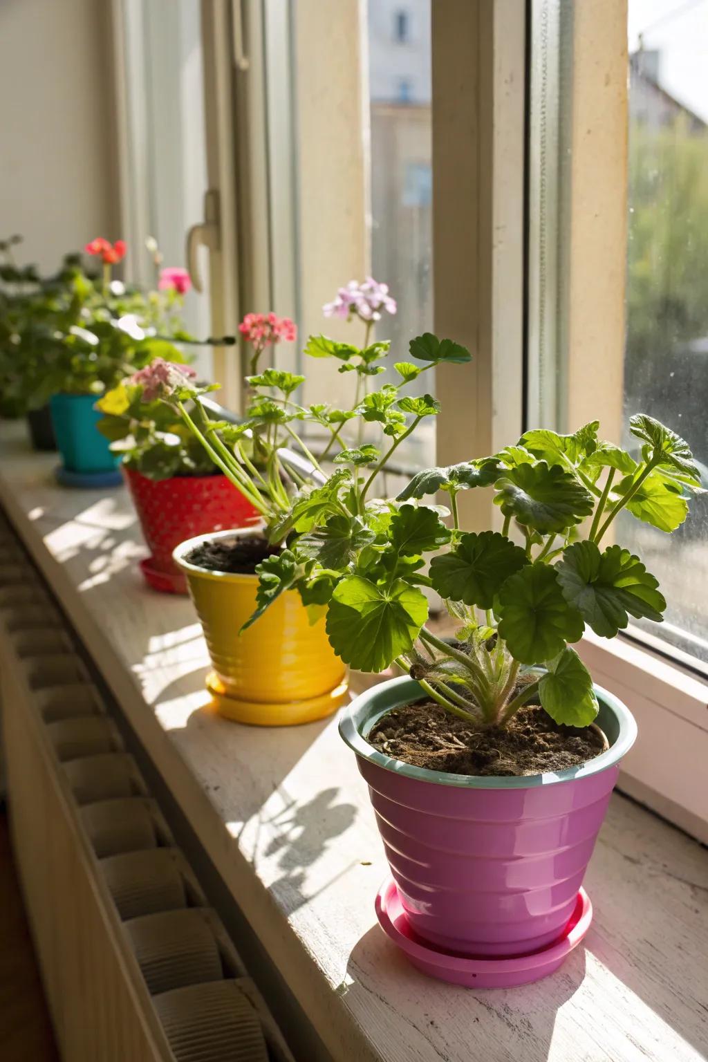 Transform your windowsills into captivating plant showcases.