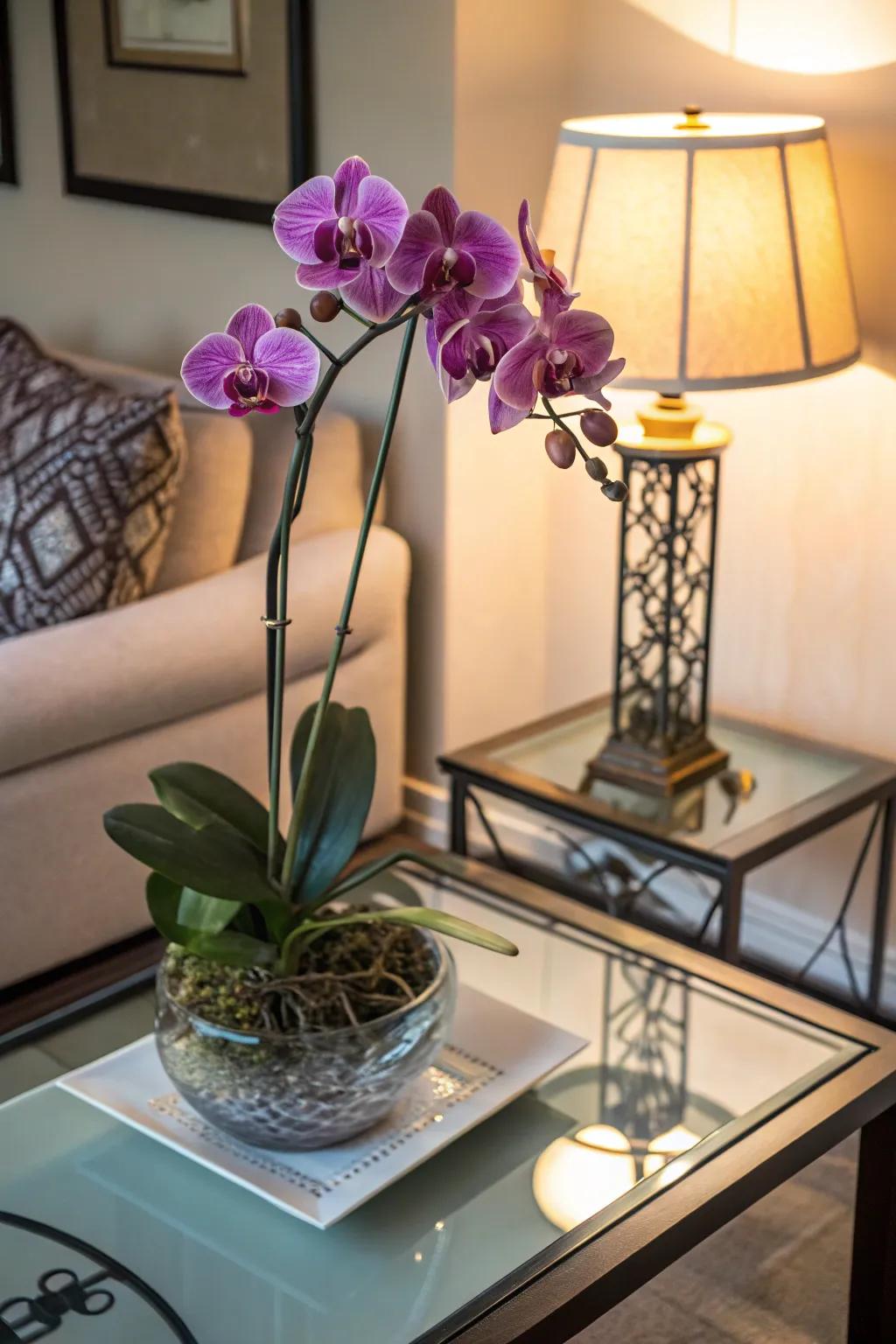 Elegant exotic blooms, suited for bringing a touch of class to any space.