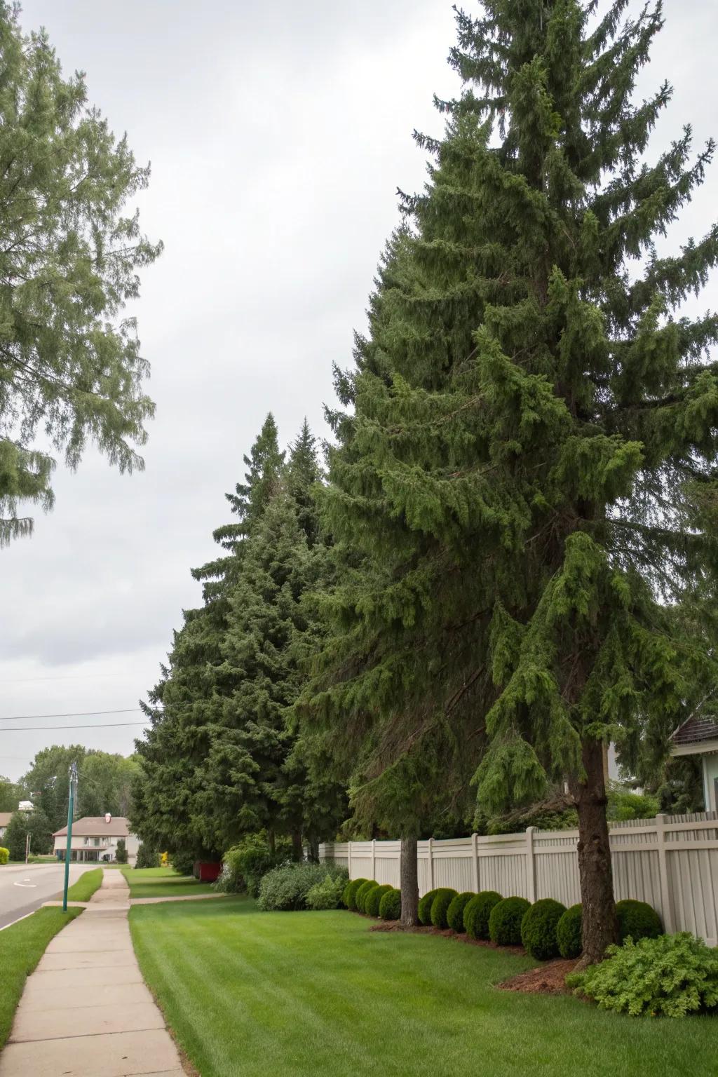 Evergreen trees elegantly marking property boundaries.