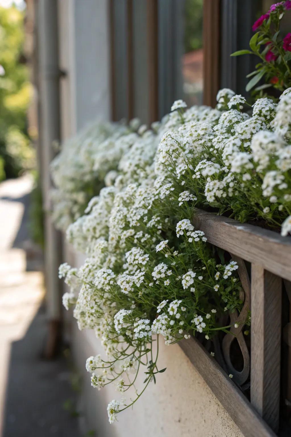 Honey Drops offer both beauty and a delightful fragrance.